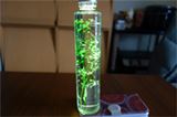 なんて幻想的…お花の標本「ハーバリウム」が美しすぎる