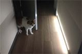 好きな長さに切って貼る♪ テープ型LEDライトが便利〜!