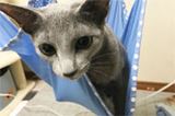 「ハンモック」が我が家にやってきた! ただし“猫”限定の…