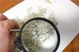 ちりめんじゃこに交じる小さな生き物“チリモン”ゲットだぜ!