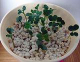 愛情いっぱいに育てた野菜はどんな味?楽しく簡単な栽培キット
