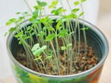 ベランダでも手軽に家庭菜園が実現できる「栽培キット」