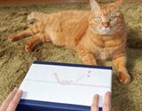親愛なるお猫様へ。最高の献上品“ねこぶし”買ってみた