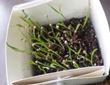 お部屋の中で育てられる! ベジコンテナで家庭菜園を始めよう