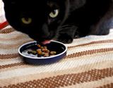 食いつきがハンパニャイ! 猫が夢中になるカリカリを発見