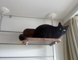 お猫様大喜び! 狭い家にも置けちゃう大型キャットウォーク