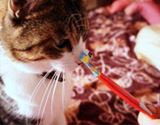 手元でペロペロ♪ ネコのかわいい姿が見られるフードが話題!