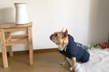 おやつが“ポーン”と出てワンコが寄ってくる、暗視機能付きペットカメラ「Furbo」