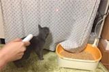 ねこじゃらしはもう古い?! 愛猫が飛びつくネズミ型LEDライト