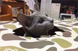 ねこ“こっちにも”まっしぐら♪ 「猫の秘密基地」を与えてみた