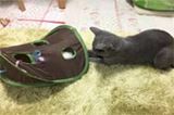 愛猫家必見! 猫の“好きな物だけ”でできたおもちゃが秀逸すぎる