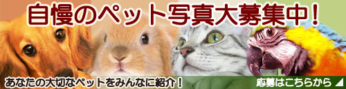 �����̃y�b�g�ʐ^���W���I