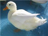 �R�[���_�b�N