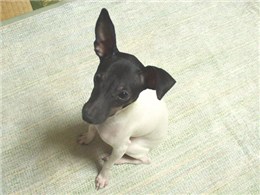 日本テリア
