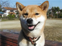 �Č�