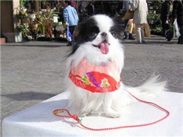 狆