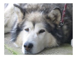 アラスカン・マラミュート