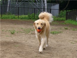 �S�[���f���E���g���[�o�[