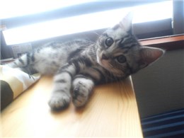 �A�����J���V���[�g�w�A