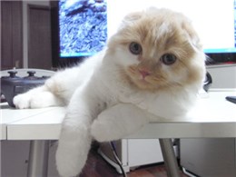 �X�R�e�B�b�V���t�H�[���h�����O�w�A�[