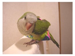 �I�L�i�C���R