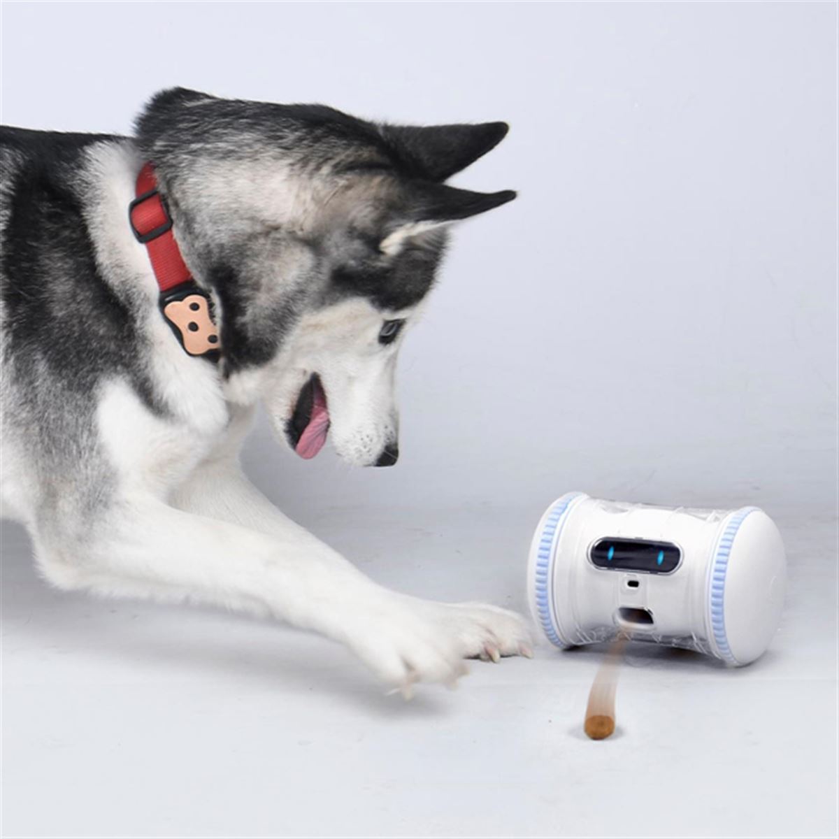 VARRAM　PET　FITNESS　ペット専用ロボット A Robotic Companion for Your Pet: VARRAM Introduces an Artificial