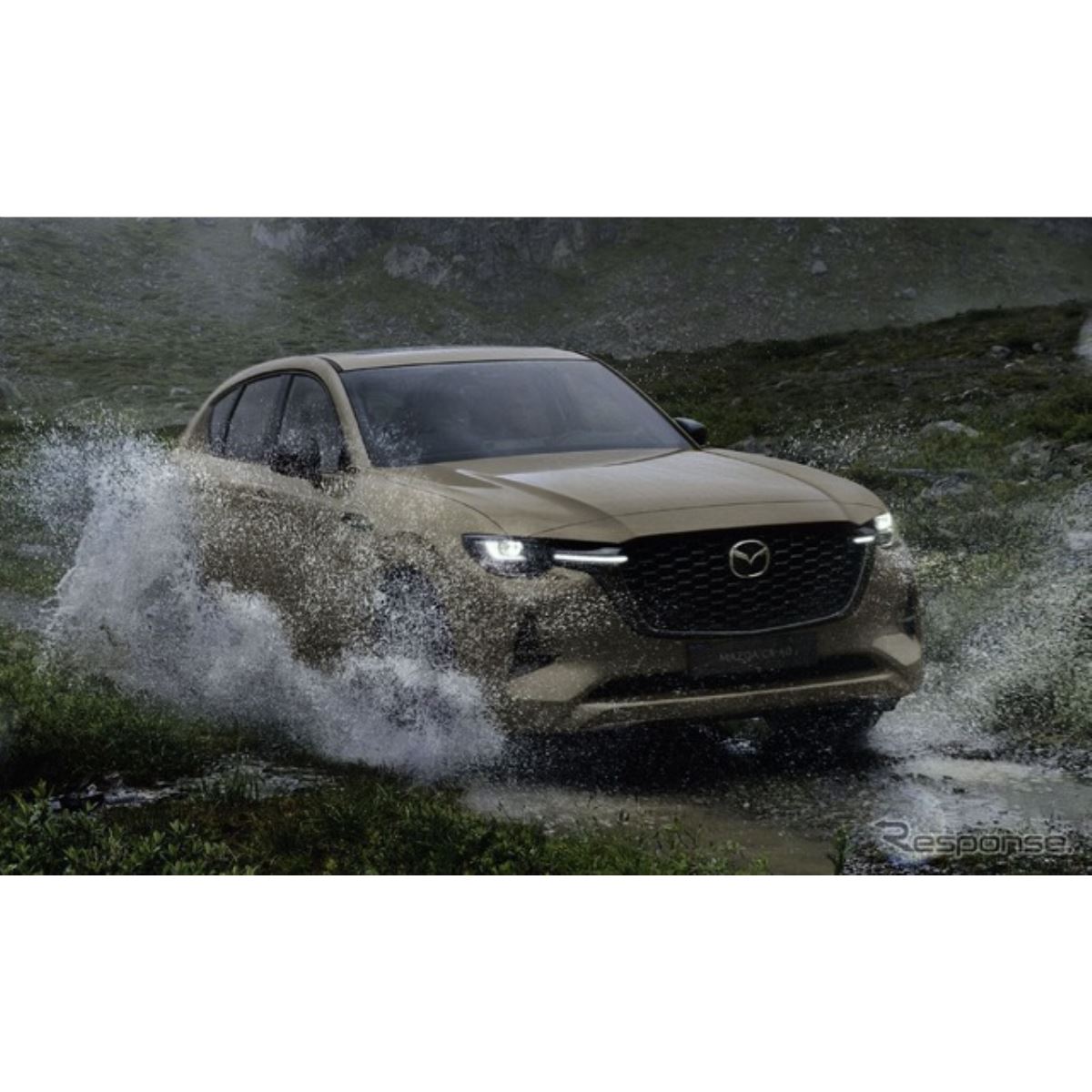 ご注文　マランタ 20241118090013_800_.jpg