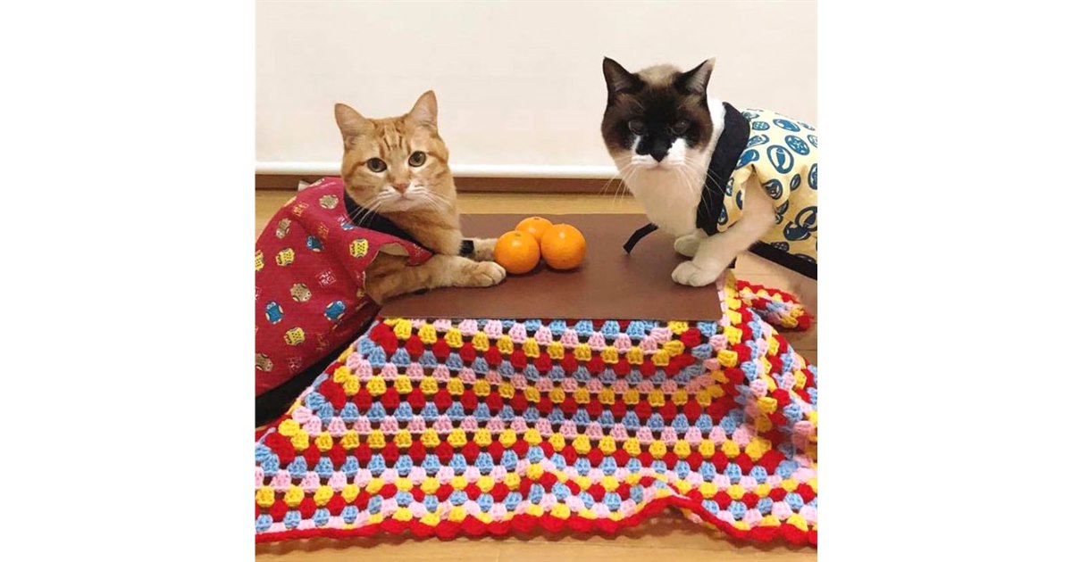 ネコ専用こたつ付きみかん「猫と、こたつと、思い出みかん」が正式発売