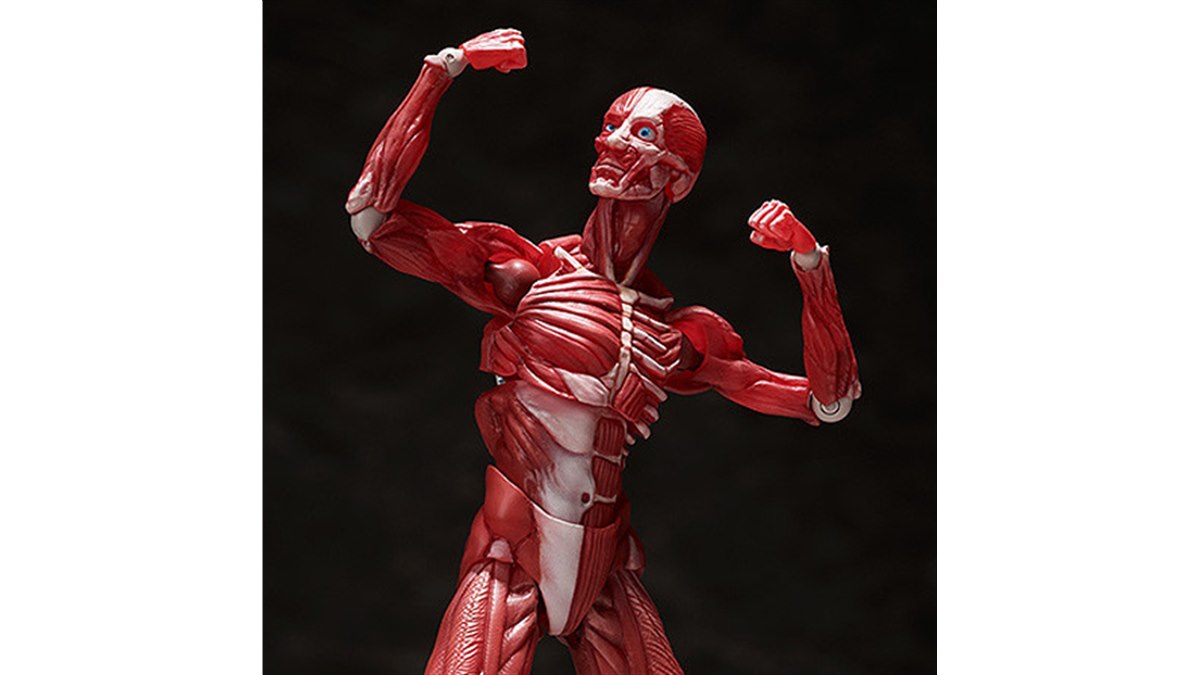 未開封 figma 人体模型 figma 人体模型