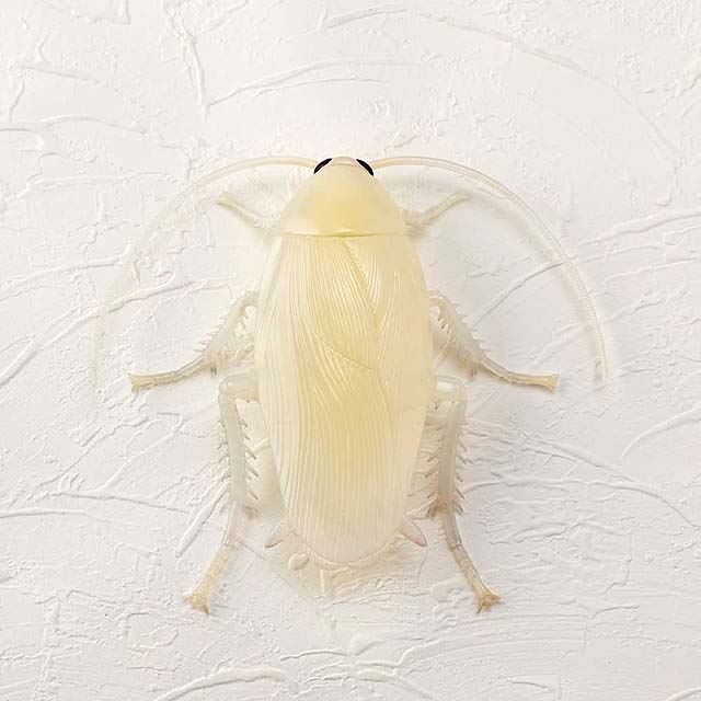 海洋堂 ゾワっとする昆虫のビッグサイズフィギュア ワンダーカマーvol 1 価格 Com