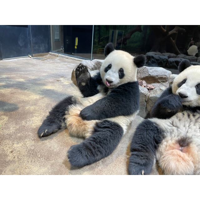 1歳半になったパンダ「シャオシャオ」「レイレイ」が上野動物園