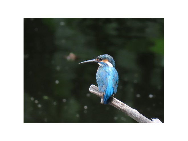 キヤノン、「DIGIC 8」搭載の光学65倍ズームカメラ「PowerShot SX70 HS