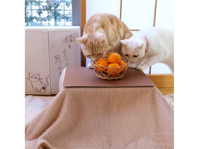 ネコ専用こたつ付きみかん「猫と、こたつと、思い出みかん」が正式発売