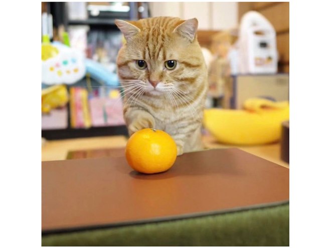 ネコ専用こたつ付きみかん「猫と、こたつと、思い出みかん」が正式発売