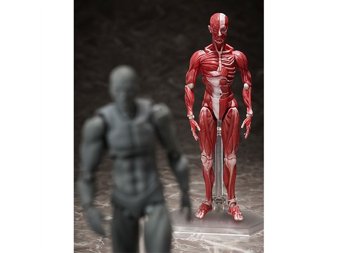 理科室の「人体模型」が可動フィギュアに、本日8/31より予約開始
