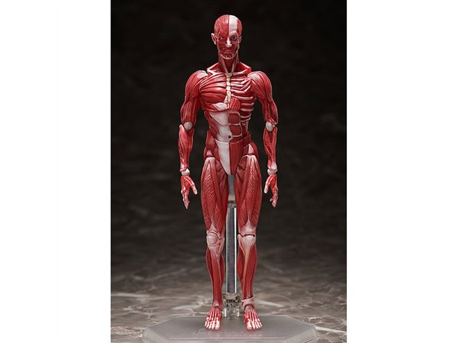 理科室の「人体模型」が可動フィギュアに、本日8/31より予約開始