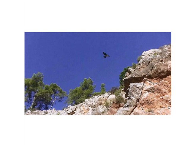 �uMetaBird�v