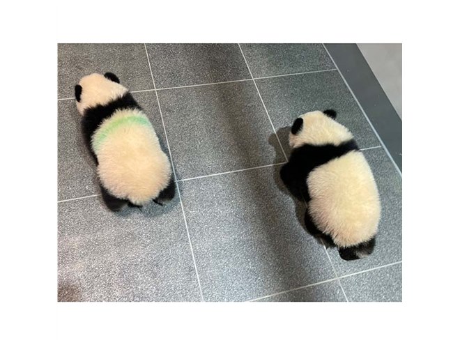 タカラトミー、上野動物園オリジナルモデルの「アニア ジャイアント