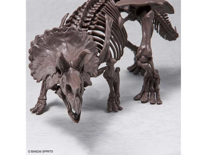 角みたいな骨みたいな物 キタキツネ 縮小全身骨格レプリカ【20cm】 Red fox, miniature