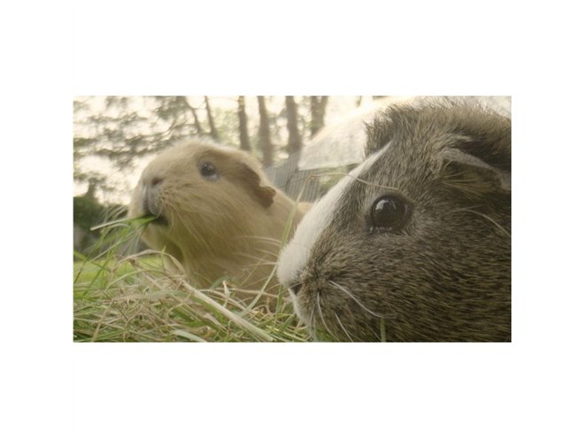 LAOWA、90°モジュール付属の2倍マクロレンズ「24mm T14 2x Macro