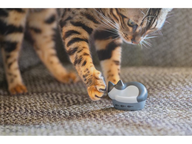 猫」モチーフの完全ワイヤレスイヤホンに「ハチワレ」「チャトラ 猫」モチーフの完全ワイヤレスイヤホンに「ハチワレ」「チャトラ