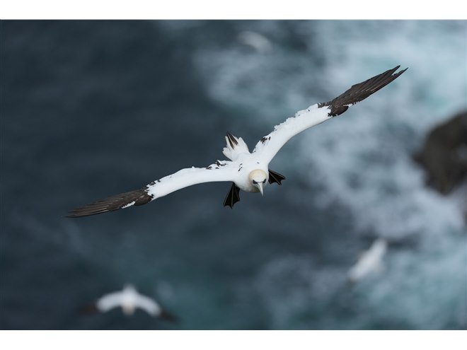 �uFE 600mm F6.3 GM OSS�v�ŎB�e�������