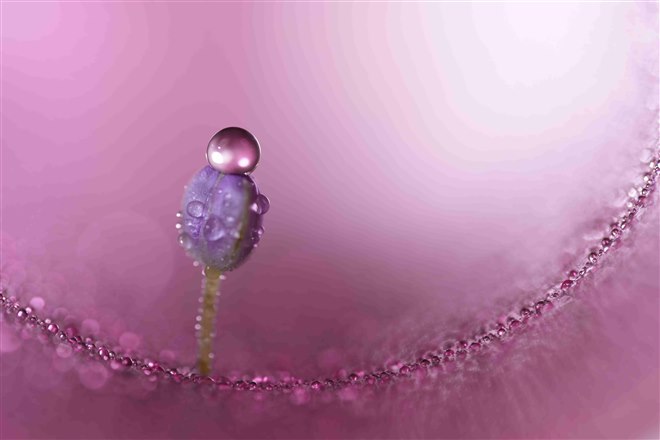 ソニー、最大撮影倍率1.4倍の中望遠マクロレンズ「FE 100mm F2.8 Macro