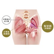 お尻の梨状筋
