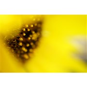 35mm �t���T�C�Y�Ή���[E �}�E���g]�����Y �wFE 50mm F2.8 Macro�x�@SEL50M28�@�����