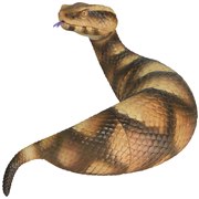 �\�t�r�g�C�{�b�N�X015 �c�`�m�R �Ƃ̎q