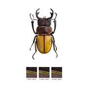 Photo: Göran Liljeberg