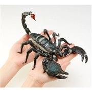 ���{�W�I �_�C�I�E�T�\��