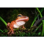 �u24����F14 2×MACRO PROBE�v�����