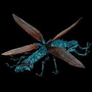 �^�P�������ݒu�� ���̒J�̃i�E�V�J �剤�����}